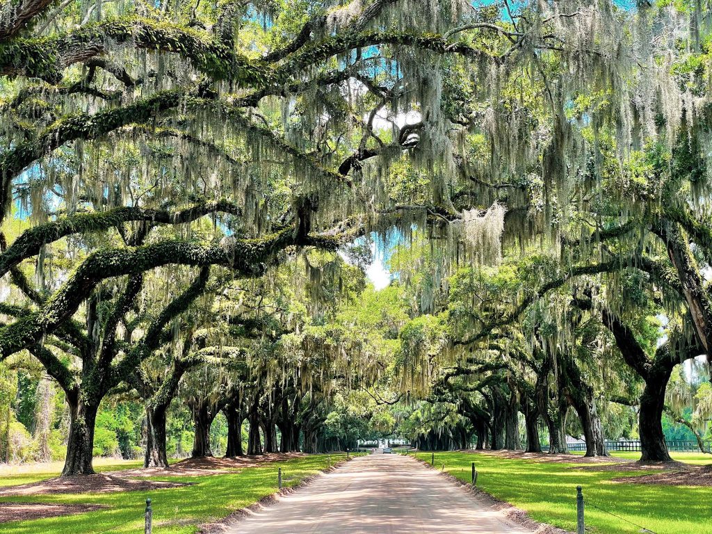 Two rows of trees on grass with a path in the middle for best tours in Charleston SC
